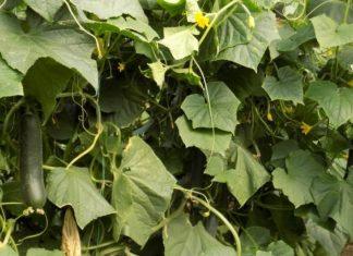 Prirodne metode zaštite krastavaca: Smanjite upotrebu pesticida i imajte zdrav proizvod – Odmah primenite ove savete prirodne-metode-zastite-krastavaca:-smanjite-upotrebu-pesticida-i-imajte-zdrav-proizvod-–-odmah-primenite-ove-savete