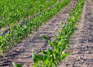 POLAKO SA SETVOM KUKURUZA: Prvo priprema zemljišta, izbor hibrida i gustina setve polako-sa-setvom-kukuruza:-prvo-priprema-zemljista,-izbor-hibrida-i-gustina-setve