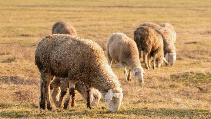 prasad-i-jagnjad-dostizu-rekorde!-drasticne-razlike-u-ceni-stoke-sirom-srbije