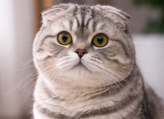 Mislite da je samo slatko? Evo zašto mačke zapravo “mese” šapama – jedan razlog će vas naročito iznenaditi mislite-da-je-samo-slatko?-evo-zasto-macke-zapravo-“mese”-sapama-–-jedan-razlog-ce-vas-narocito-iznenaditi