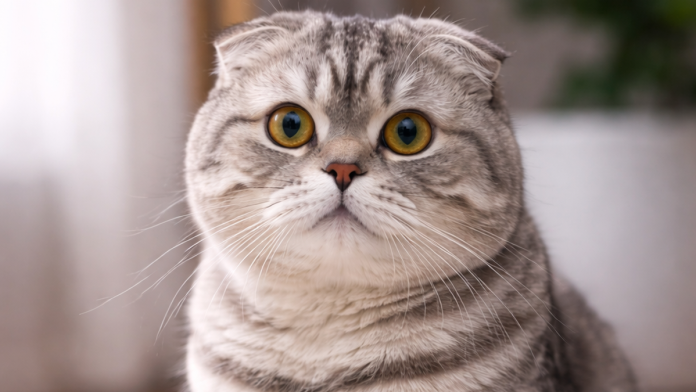 mislite-da-je-samo-slatko?-evo-zasto-macke-zapravo-“mese”-sapama-–-jedan-razlog-ce-vas-narocito-iznenaditi