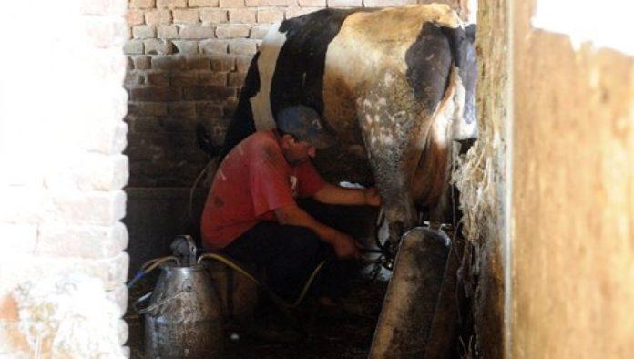 konkurs-uprave-za-agrarna-placanja:-premije-za-mleko