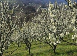 После три тешке године, воћњаци се буде – без мраза на видику, расте нада у добар род После-три-тешке-године,-воћњаци-се-буде-–-без-мраза-на-видику,-расте-нада-у-добар-род