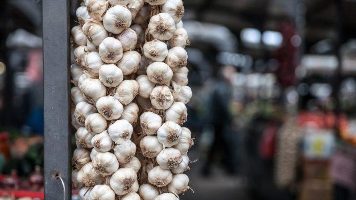 mnogi-se-pitaju-da-li-je-opasno:-evo-da-li-smete-da-jedete-proklijali-beli-luk