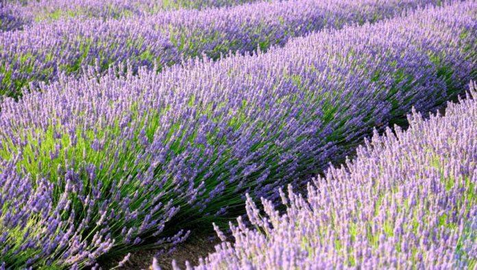 sadite-lavandu?-treba-samo-da-pratite-jednostavno-pravilo