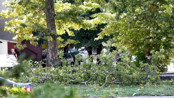 “pao”-sumokradica-iz-brodareva-bespravno-sekao-tude-drvece-i-prodavao-na-crno:-iza-sebe-ostavio-pustos,-policija-traga-za-saucesnicima