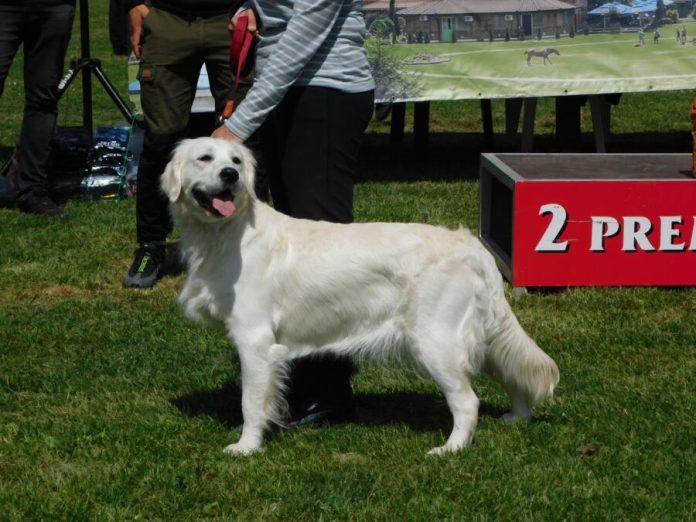 sesta-izlozba-pasa-svih-rasa-u-etno-selu-“suncana-reka”-pored-drine!-(foto)