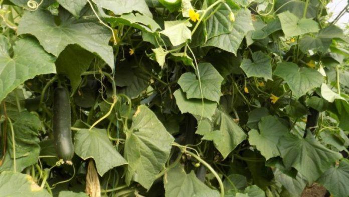 prirodne-metode-zastite-krastavaca:-smanjite-upotrebu-pesticida-i-imajte-zdrav-proizvod-–-odmah-primenite-ove-savete