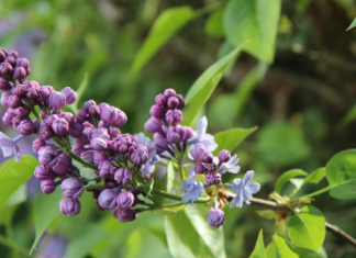 Претежно сунчано и топло, температура до 23 степена Претежно-сунчано-и-топло,-температура-до-23-степена