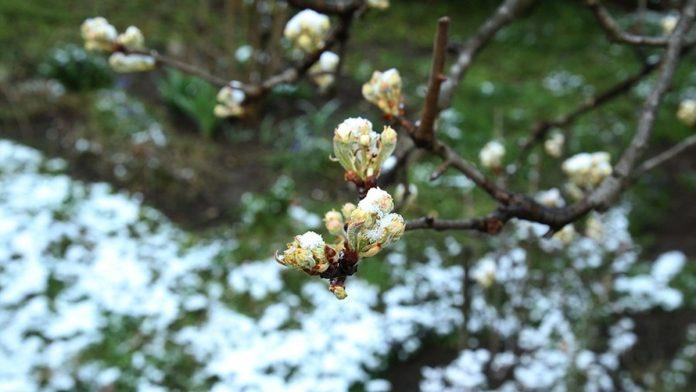 “zasadi-maline-su-u-dobrom-stanju,-sljive-procvetale”:-da-li-vocari-mogu-da-odahnu-posle-tri-teske-godine-i-prolecnih-mrazeva?