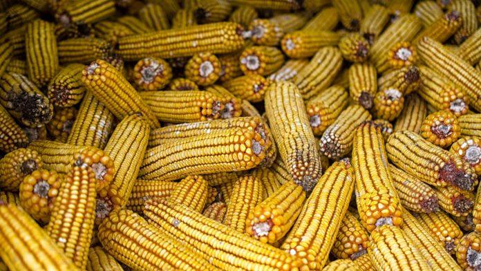 produktna-berza:-smanjena-trgovina-nakon-praznika,-trziste-u-znaku-psenice,-ovo-su-cene