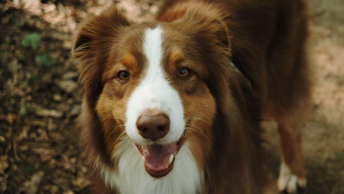 ovaj-grad-za-ljubimce-isplacuje-do-75-evra:-evo-koje-uslove-treba-ispuniti-da-bi-dobili-subvenciju