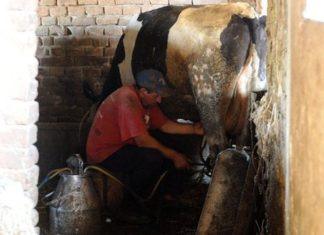 Konkurs Uprave za agrarna plaćanja: Premije za mleko konkurs-uprave-za-agrarna-placanja:-premije-za-mleko