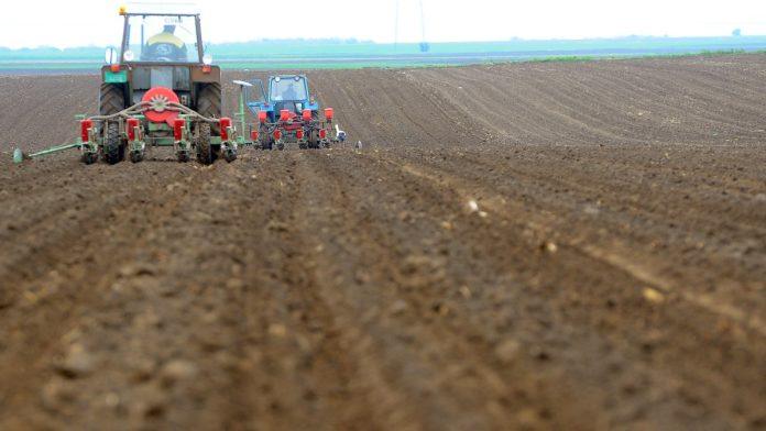 kata-pocela-da-uzgaja-biljku-od-koje-zaraduje-mnogo-novca!-kilogram-se-prodaje-za-8-evra:-od-nepoznatog-povrca-do-najtrazenije-robe-na-pijacama