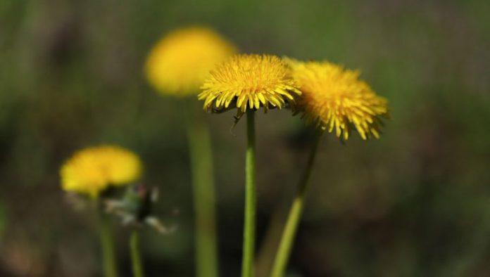 ne-kosite-travu-u-vocnjacima:-evo-zasto-to-nije-pozeljna-radnja