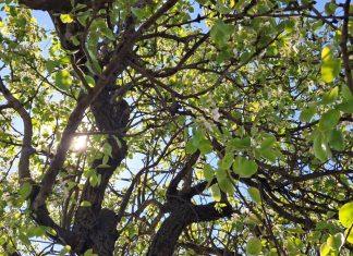 Miriše na leto: Toplo vreme prija i ljudima i biljkama, Vranje procvetalo prethodnih dana (FOTO) mirise-na-leto:-toplo-vreme-prija-i-ljudima-i-biljkama,-vranje-procvetalo-prethodnih-dana-(foto)