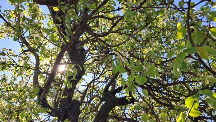 mirise-na-leto:-toplo-vreme-prija-i-ljudima-i-biljkama,-vranje-procvetalo-prethodnih-dana-(foto)