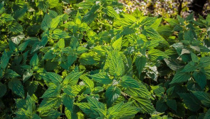 nije-za-bacanje:-biljka-koju-svi-gazimo-sada-donosi-ozbiljne-pare