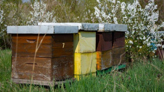 zastita-pcela-u-sezoni-cvetanja:-koja-pravila-proizvodaci-moraju-postovati?