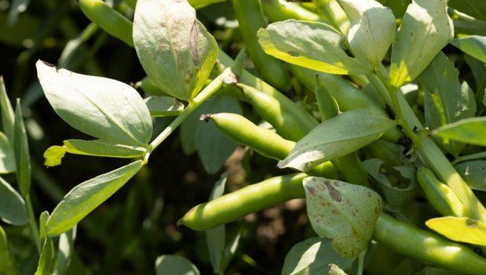 pet-kljucnih-pravila-za-setvu-boranije:-posejte-je-na-vreme-i-izbegnite-greske-koje-smanjuju-rod