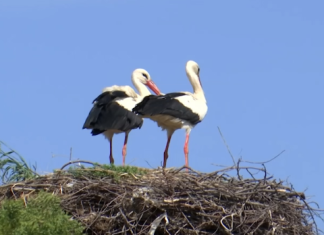 Међурово код Ниша, највеће станиште белих рода јужно од Саве и Дунава Међурово-код-Ниша,-највеће-станиште-белих-рода-јужно-од-Саве-и-Дунава