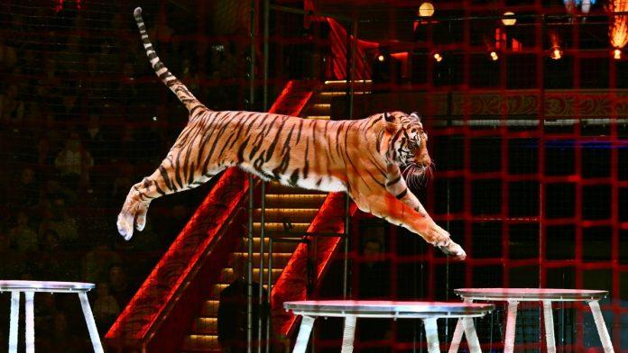 (video)-tigar-skocio-u-publiku-drama-u-cirkusu:-deca-vristala,-odrasli-trcali-u-panici!