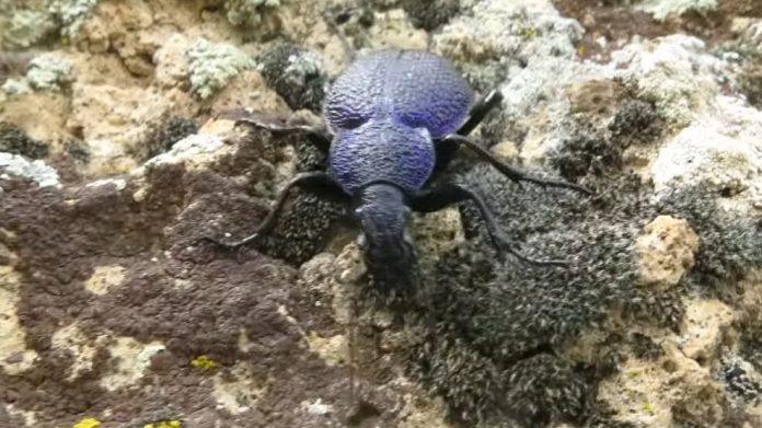 srbijom-“trckara”-nova-vrsta-insekta:-veliki-ljubicasti-trculjak-uocen-kraj-nisave,-ogroman-je-i-evo-kako-izgleda