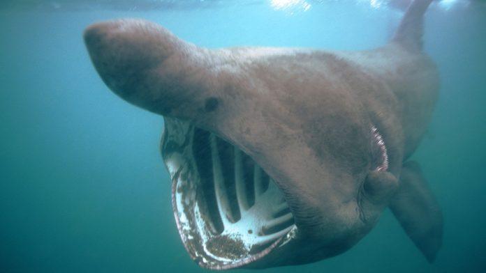 retka-scena-na-jadranu-–-uocena-ajkula-medu-brodicima:-“ako-je-vidite…”