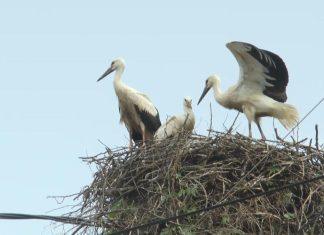 Srpski grad glavno sedište za rode: Ovde žive najveće urbane kolonije u ovom delu Evrope srpski-grad-glavno-sediste-za-rode:-ovde-zive-najvece-urbane-kolonije-u-ovom-delu-evrope