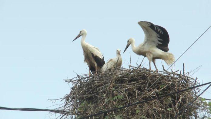 srpski-grad-glavno-sediste-za-rode:-ovde-zive-najvece-urbane-kolonije-u-ovom-delu-evrope