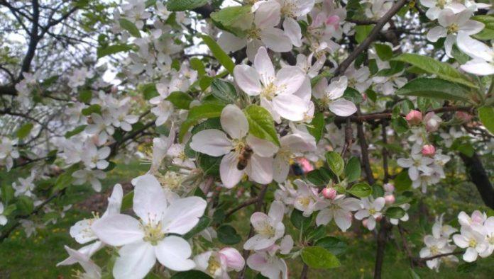 vocnjaci-obecavaju-bogatu-berbu:-vremenske-prilike-ovog-proleca-idu-naruku-proizvodacima