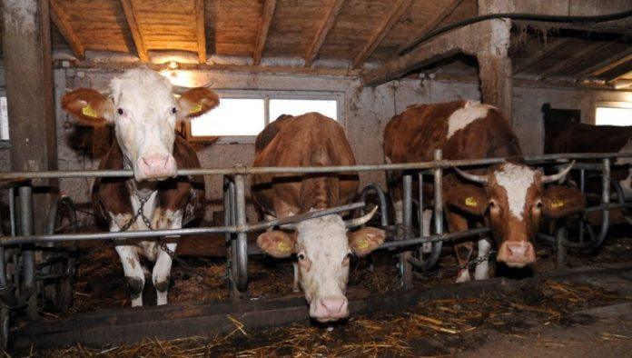 raspisan-konkurs-za-podsticaje-za-kvalitetna-priplodna-grla:-za-krave-dojilje-po-55.000-dinara
