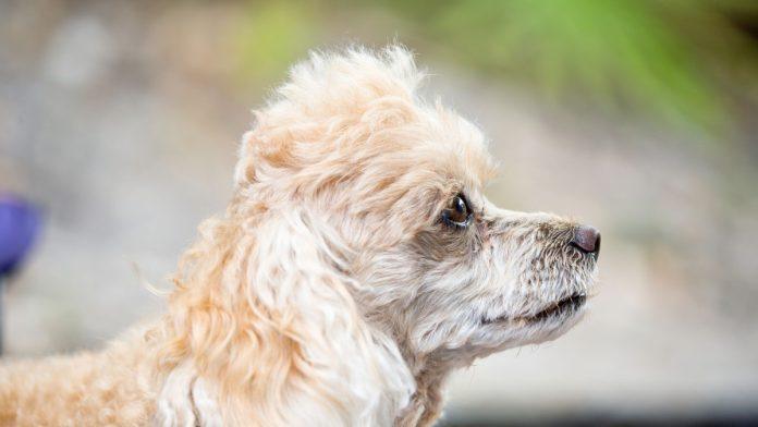 (video)-stigla-pravo-iz-rusije-ova-ogromna-pudla-se-prosetala-novosadskim-fakultetom-i-ostavila-sve-bez-daha