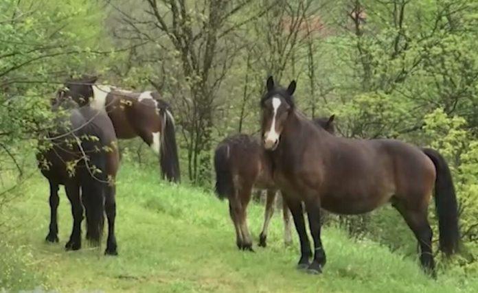 konji-sisli-u-selo-meljanica-i-u-pojedinim-domacinstvima-nacinili-stetu:-“dolazili-su-gore-kuci,-mene-je-strah”