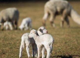 Otvoreno još jedno tržište: Srbija izvezla 8.000 jagnjadi u ovu zemlju otvoreno-jos-jedno-trziste:-srbija-izvezla-8.000-jagnjadi-u-ovu-zemlju