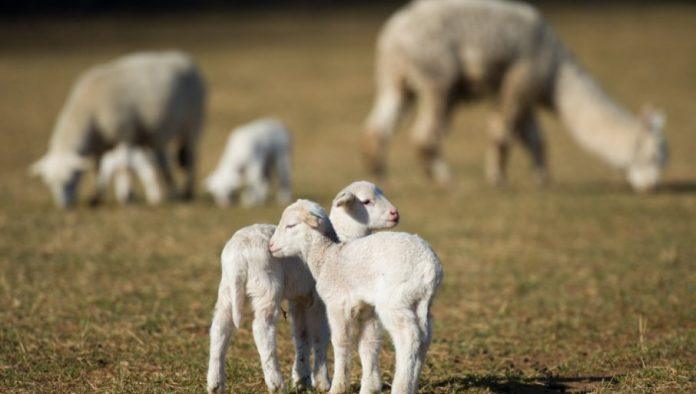 otvoreno-jos-jedno-trziste:-srbija-izvezla-8.000-jagnjadi-u-ovu-zemlju