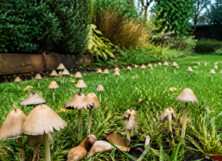 Gljive su vam preplavile travnjak? Dodajte ovu stvar u zemlju i rešite ih se preko noći gljive-su-vam-preplavile-travnjak?-dodajte-ovu-stvar-u-zemlju-i-resite-ih-se-preko-noci