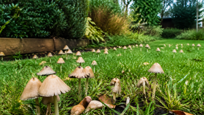 gljive-su-vam-preplavile-travnjak?-dodajte-ovu-stvar-u-zemlju-i-resite-ih-se-preko-noci