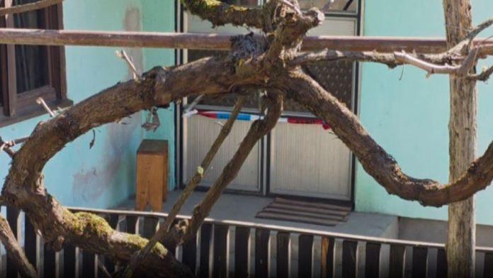 prijatelj-krenuo-da-je-obide,-pa-nasao-njeno-telo-na-krevetu?-saslusan-osumnjiceni-za-ubistvo-zene-kod-lebana:-evo-kako-se-branio-(foto,video)