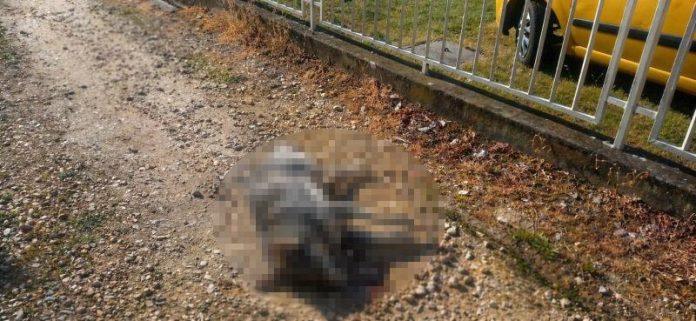 ko-truje-vlasnicke-pse-u-prokuplju?-za-nekoliko-dana-pobio-osam-zivotinja-–-reagovala-policija