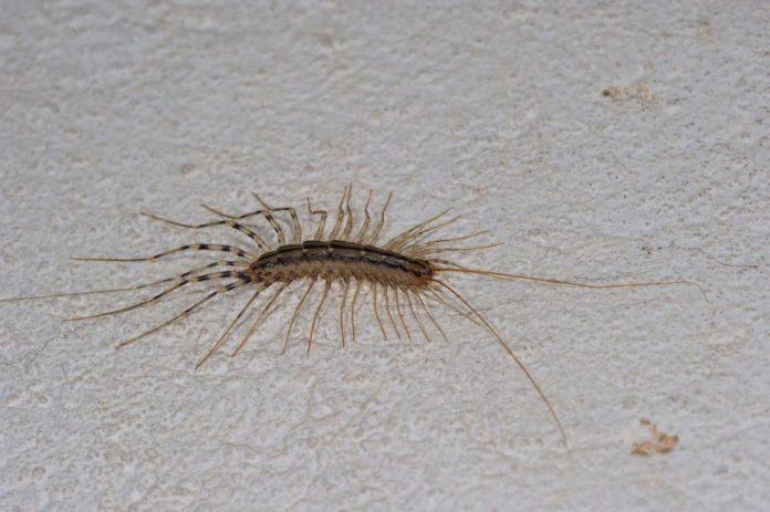 evo-zasto-se-stonoge-pojavljuju-u-kuci:-ovo-ih-najvise-privlaci,-a-zna-se-i-kako-mozete-zauvek-da-ih-se-resite