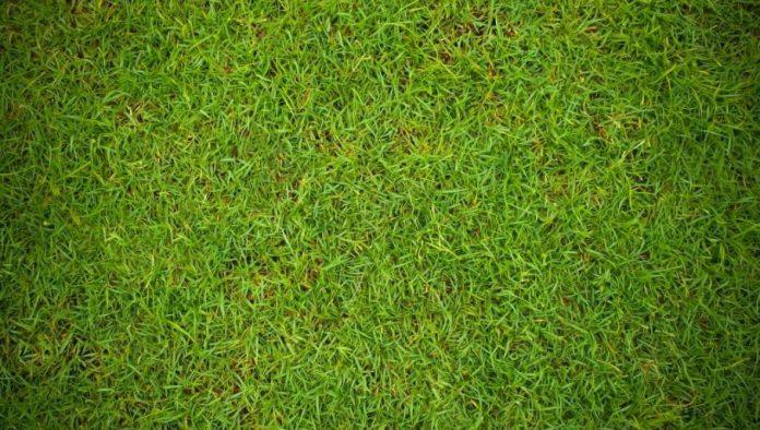 vrhunska-zarada:-malo-ko-se-u-srbiji-bavi-ovim-poslom,-a-istina-je-da-zahteva-puno-truda