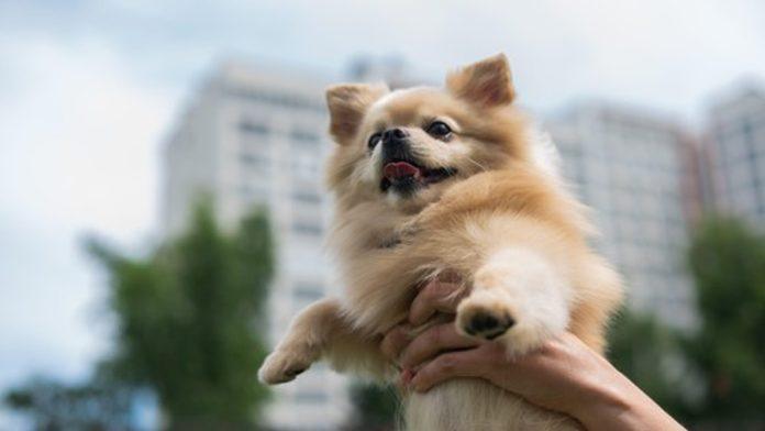 pomazila-psa-na-ulici,-pa-usledio-horor:-“na-vrata-mi-dosao-tetovirani-muskarac-i-repetirao-pistolj!”