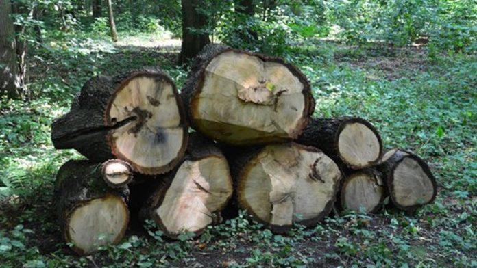 pronasao-metalnu-cev-u-drvetu,-a-ispostavilo-se-da-je-istorijski-artefakt-vredan-75.000-evra