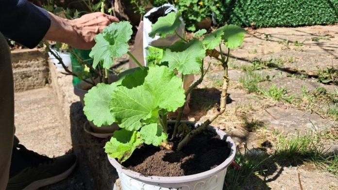 kraj-aprila-–-idealan-trenutak-za-iznosenje-cveca-na-sunce-u-dvoristima-(foto)