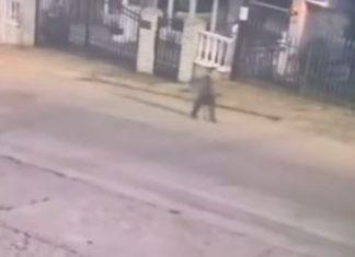 (VIDEO) DVA I PO SATA MISTERIJE Dečak (6) u pidžami šetao ulicom u Nišu, a zatim nestao BEZ TRAGA: Snimak sa nadzorne kamere LEDI KRV, ali posebnu JEZU budi OVO KLJUČNO PITANJE (video)-dva-i-po-sata-misterije-decak-(6)-u-pidzami-setao-ulicom-u-nisu,-a-zatim-nestao-bez-traga:-snimak-sa-nadzorne-kamere-ledi-krv,-ali-posebnu-jezu-budi-ovo-kljucno-pitanje