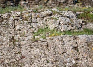 Koliko brzo možete da pronađete skrivenu sovu na ovoj slici? Trenutni rekord je 15 sekundi koliko-brzo-mozete-da-pronadete-skrivenu-sovu-na-ovoj-slici?-trenutni-rekord-je-15-sekundi