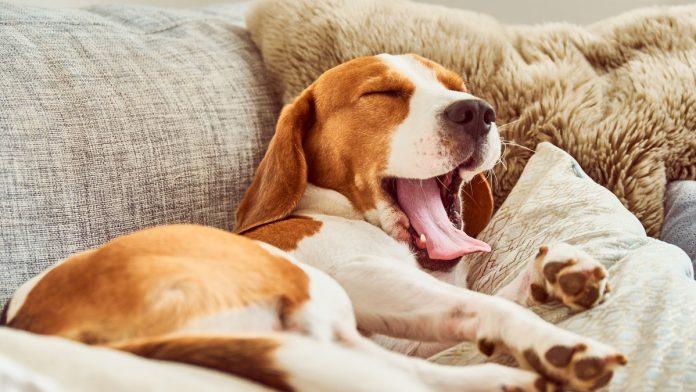 veterinar-otkriva-koliko-vas-pas-treba-da-spava-i-kada-treba-da-se-zabrinete:-“manjak-sna-moze-da-im-skodi”