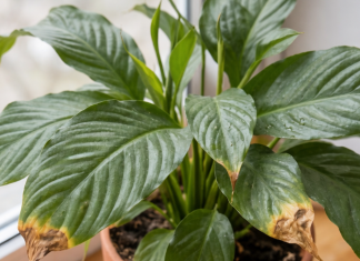 Premestite ovu biljku na pravo mesto u kući i gledajte kako ponovo cveta premestite-ovu-biljku-na-pravo-mesto-u-kuci-i-gledajte-kako-ponovo-cveta