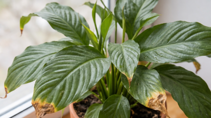 premestite-ovu-biljku-na-pravo-mesto-u-kuci-i-gledajte-kako-ponovo-cveta